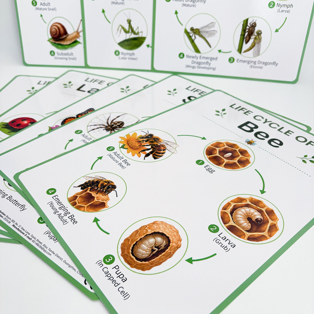 8-teiliges Set Lehrreicher Nat – Science Nature Bewertung und Preis